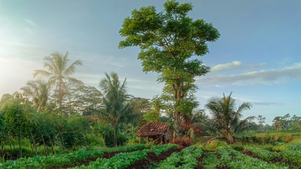 Tropical farmland in Indonesia